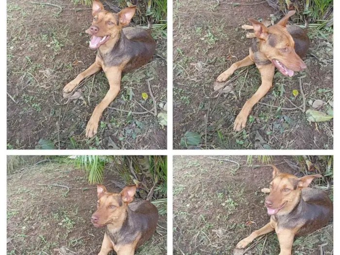 Cachorro raça SRD-ViraLata idade 7 a 11 meses nome Pandora