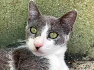 Gato raça SRD-ViraLata idade 2 a 6 meses nome Matilda