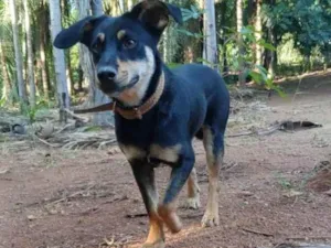 Cachorro raça Srd idade 2 anos nome Sorisso