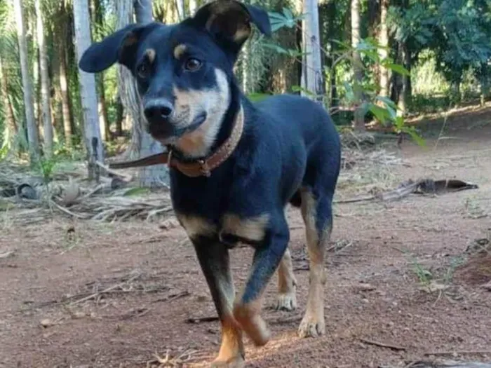 Cachorro ra a Srd idade 2 anos nome Sorisso