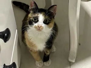 Gato raça SRD-ViraLata idade 7 a 11 meses nome Luna