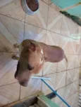 AQUILES
