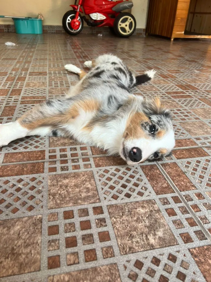 Cachorro ra a Border Collie idade 2 a 6 meses nome Scar