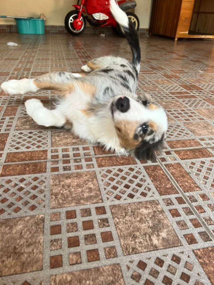 Cachorro ra a Border Collie idade 2 a 6 meses nome Scar