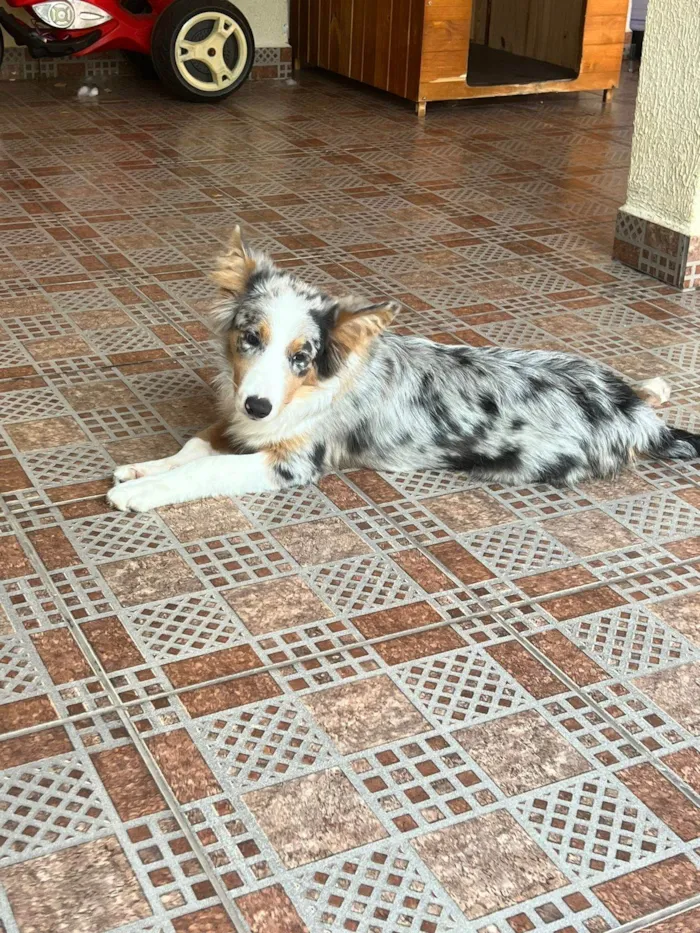 Cachorro ra a Border Collie idade 2 a 6 meses nome Scar