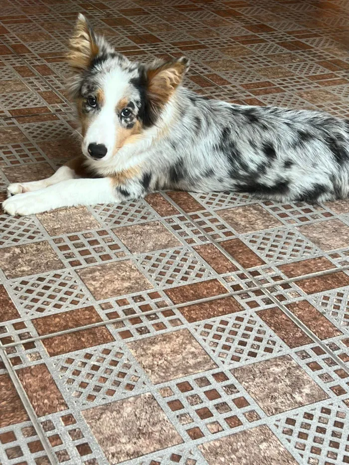 Cachorro ra a Border Collie idade 2 a 6 meses nome Scar