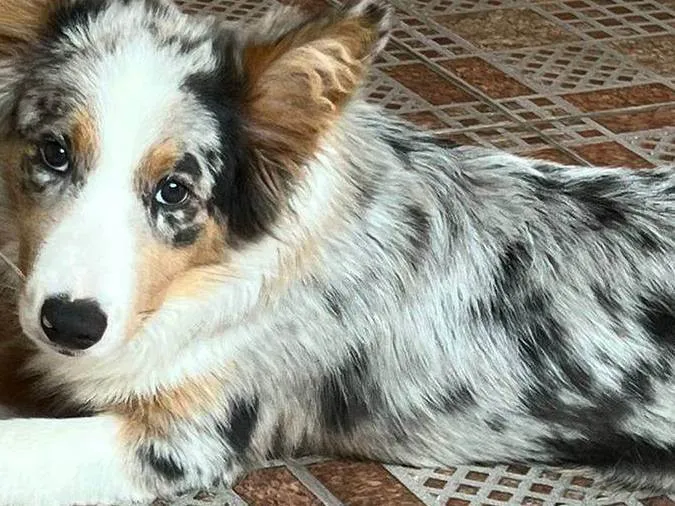 Cachorro ra a Border Collie idade 2 a 6 meses nome Scar