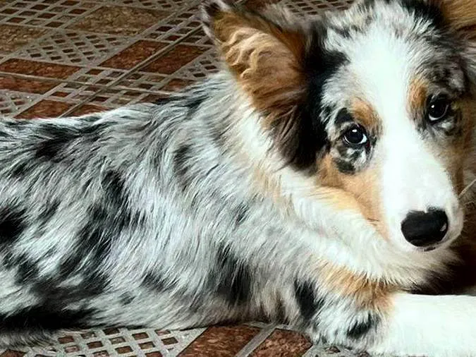 Cachorro ra a Border Collie idade 2 a 6 meses nome Scar