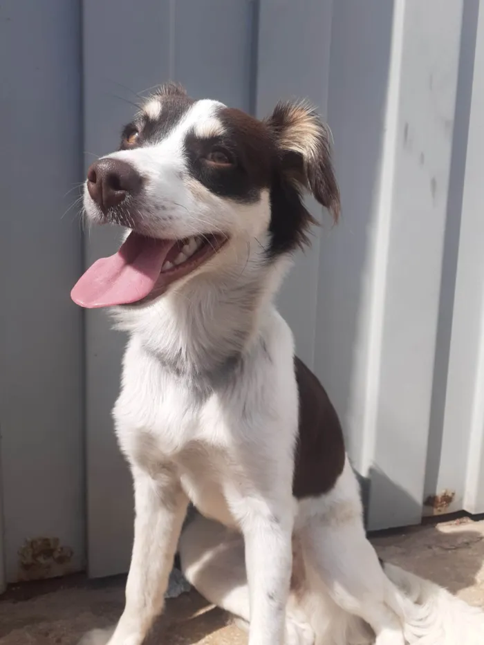 Cachorro ra a SRD-ViraLata idade 7 a 11 meses nome Shelby