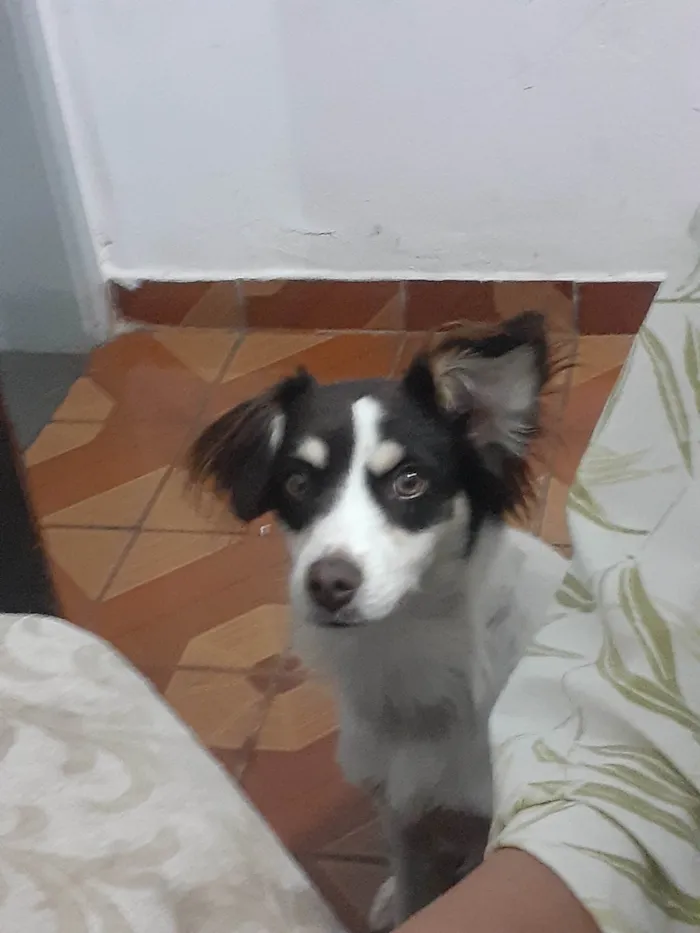 Cachorro ra a SRD-ViraLata idade 7 a 11 meses nome Shelby