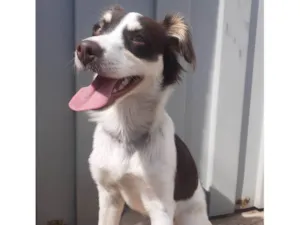 Cachorro raça SRD-ViraLata idade 7 a 11 meses nome Shelby