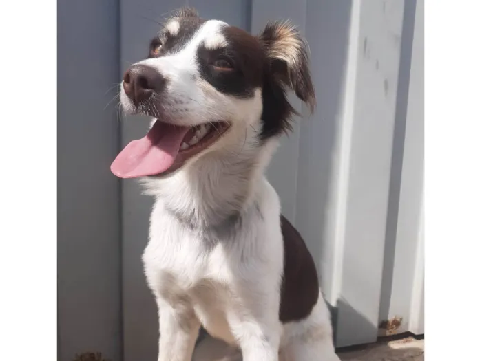 Cachorro ra a SRD-ViraLata idade 7 a 11 meses nome Shelby