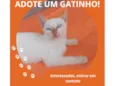 Gatinho 1