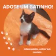 Gatinha 1