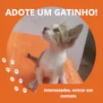 Gatinha 3