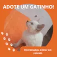 Gatinha 4