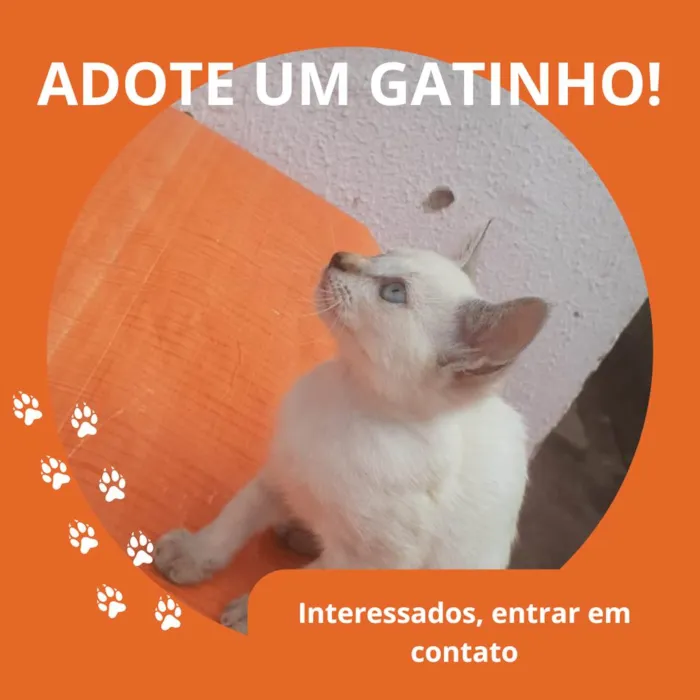 Gato ra a  idade 2 a 6 meses nome Gatinha 4