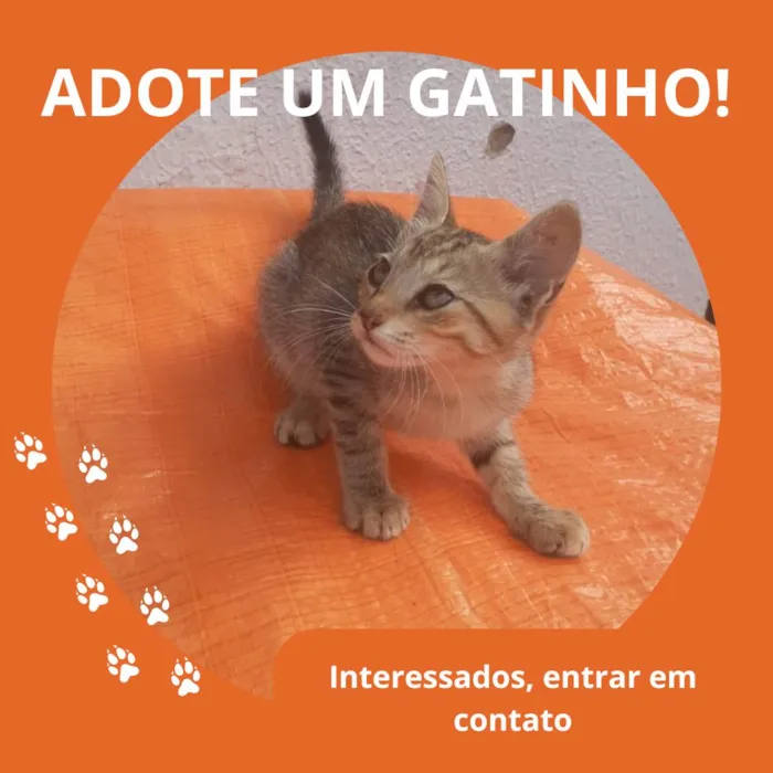Gato ra a  idade 2 a 6 meses nome Gatinha 5