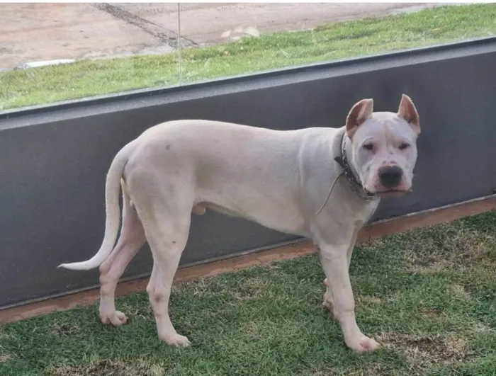 Cachorro ra a Dogo Argentino idade 7 a 11 meses nome Iron