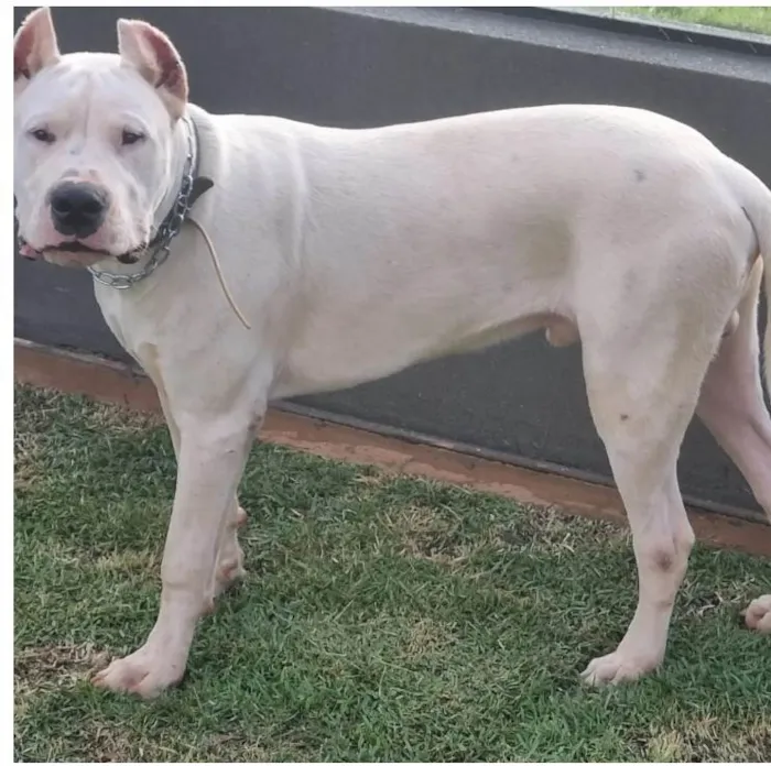 Cachorro ra a Dogo Argentino idade 7 a 11 meses nome Iron