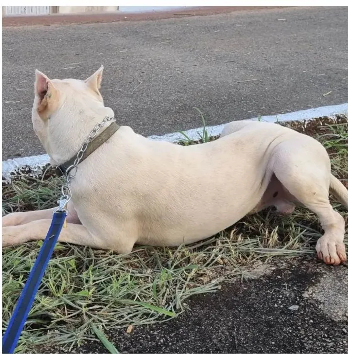 Cachorro ra a Dogo Argentino idade 7 a 11 meses nome Iron