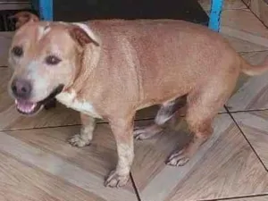 Cachorro raça Pit-Bull idade 6 ou mais anos nome AQUILES