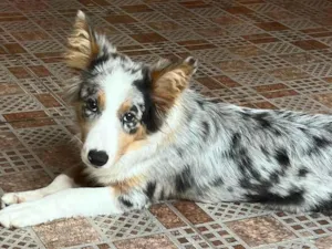 Cachorro raça Border Collie idade 2 a 6 meses nome Scar