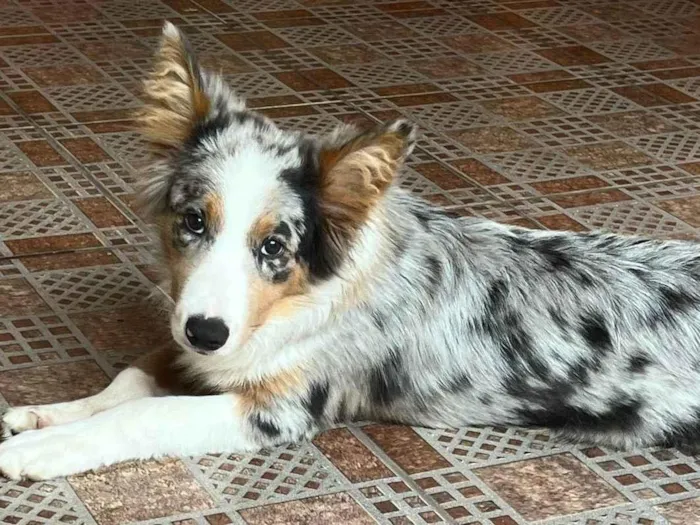 Cachorro ra a Border Collie idade 2 a 6 meses nome Scar