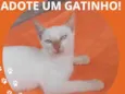 Gatinho 1