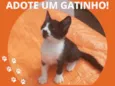Gatinha 1