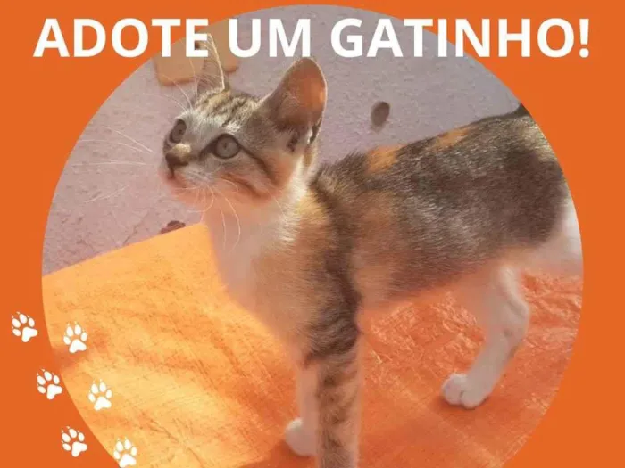 Gato ra a  idade 2 a 6 meses nome Gatinha 2