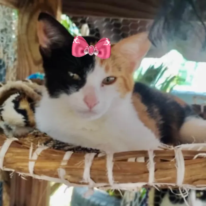 Gato ra a Mestica  idade 2 a 6 meses nome Mila