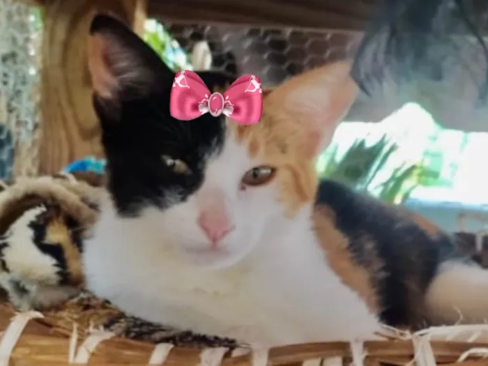 Gato ra a Mestica  idade 2 a 6 meses nome Mila