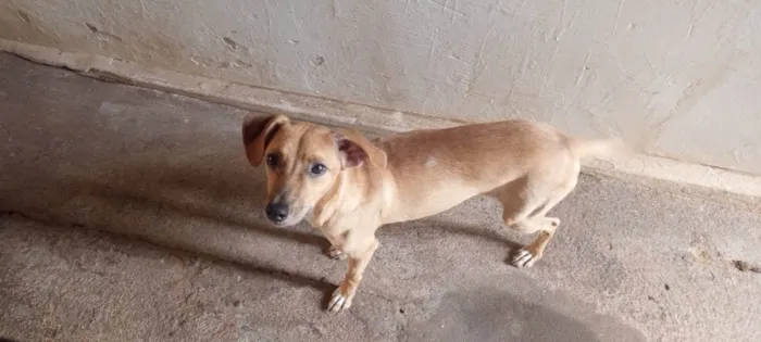 Cachorro ra a SRD-ViraLata idade 6 ou mais anos nome Mel 