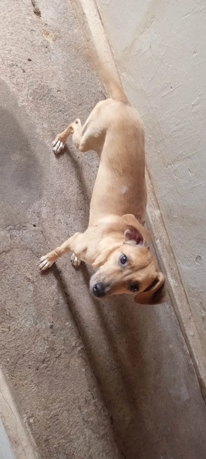 Cachorro ra a SRD-ViraLata idade 6 ou mais anos nome Mel 