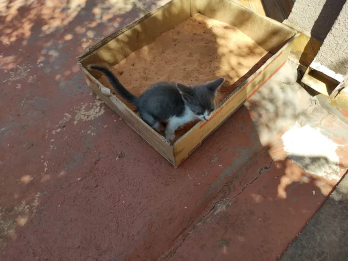 Gato ra a Srd idade Abaixo de 2 meses nome Gigi