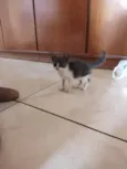Gigi