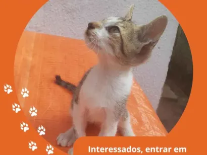 Gato raça  idade 2 a 6 meses nome Gatinha 3