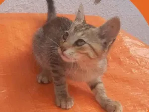 Gato raça  idade 2 a 6 meses nome Gatinha 5