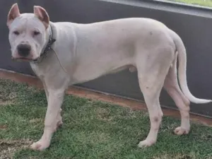 Cachorro raça Dogo Argentino idade 7 a 11 meses nome Iron