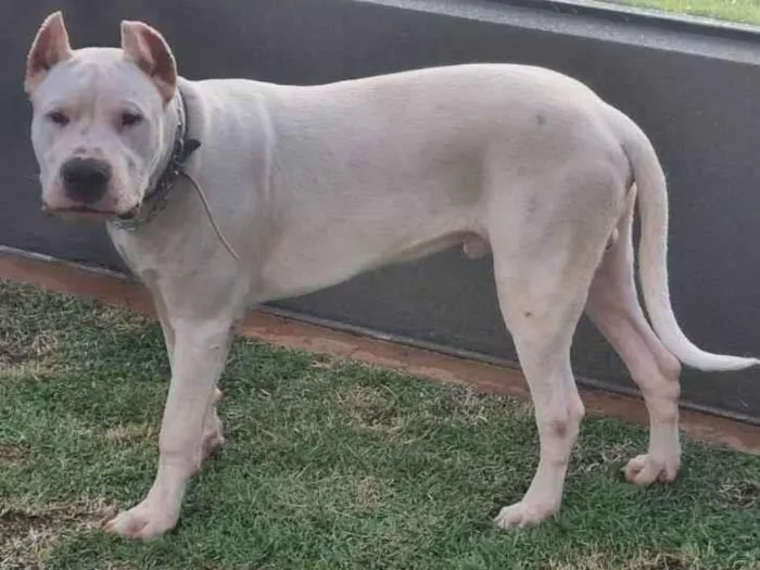 Cachorro ra a Dogo Argentino idade 7 a 11 meses nome Iron