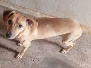 Cachorro raça SRD-ViraLata idade 6 ou mais anos nome Mel 