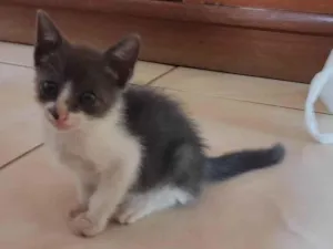 Gato raça Srd idade Abaixo de 2 meses nome Gigi