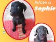 Cachorro raça SRD idade 2 a 6 meses nome Sophie