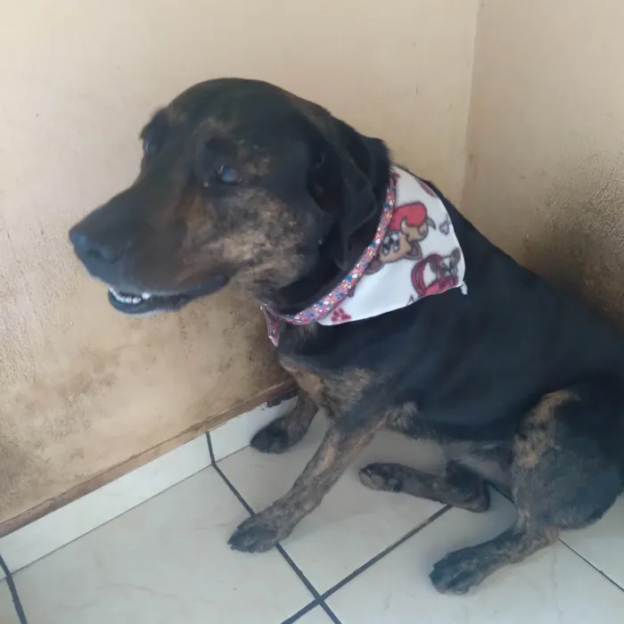 Cachorro ra a Sem raça definida. Mãe Labrador. idade 6 ou mais anos nome Pulga