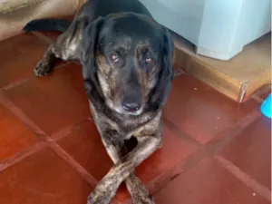 Cachorro raça Sem raça definida. Mãe Labrador. idade 6 ou mais anos nome Pulga