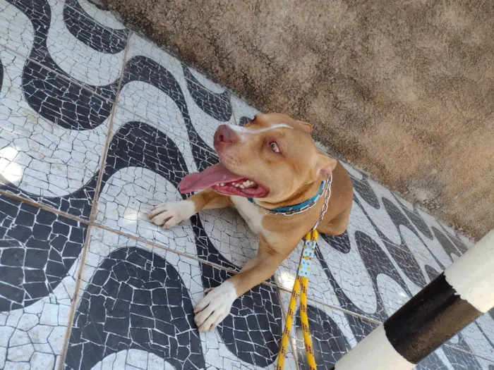 Cachorro ra a Pit-Bull idade 2 anos nome Bruce