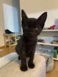 Dalila