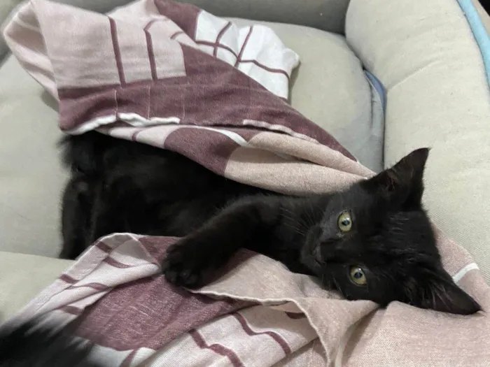 Gato ra a Srd idade Abaixo de 2 meses nome Dalila