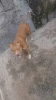 Bruce